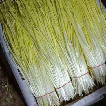 精品蒜黄