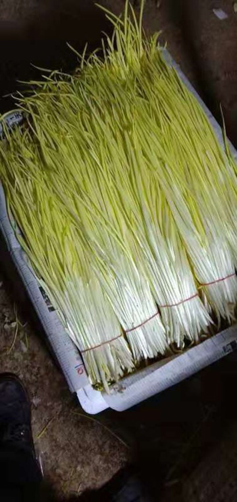 精品蒜黄