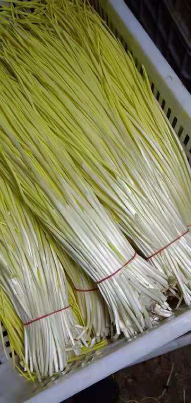 精品蒜黄