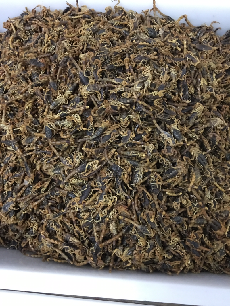 C类黑肚皮全干货，个形均匀，中大个子