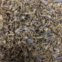 C类黑肚皮全干货，个形均匀，中大个子