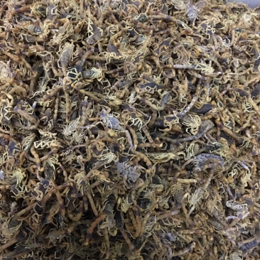 C类黑肚皮全干货，个形均匀，中大个子