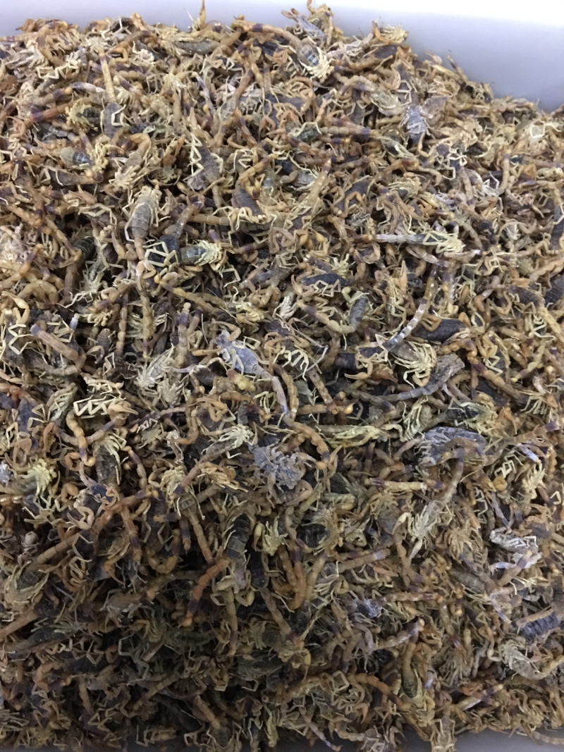 C类黑肚皮全干货，个形均匀，中大个子