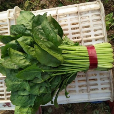大叶菠菜