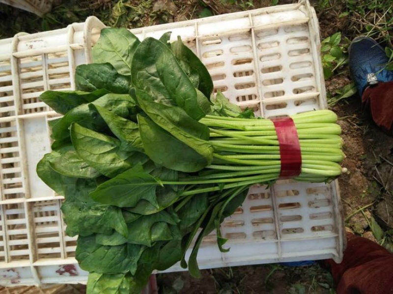 大叶菠菜