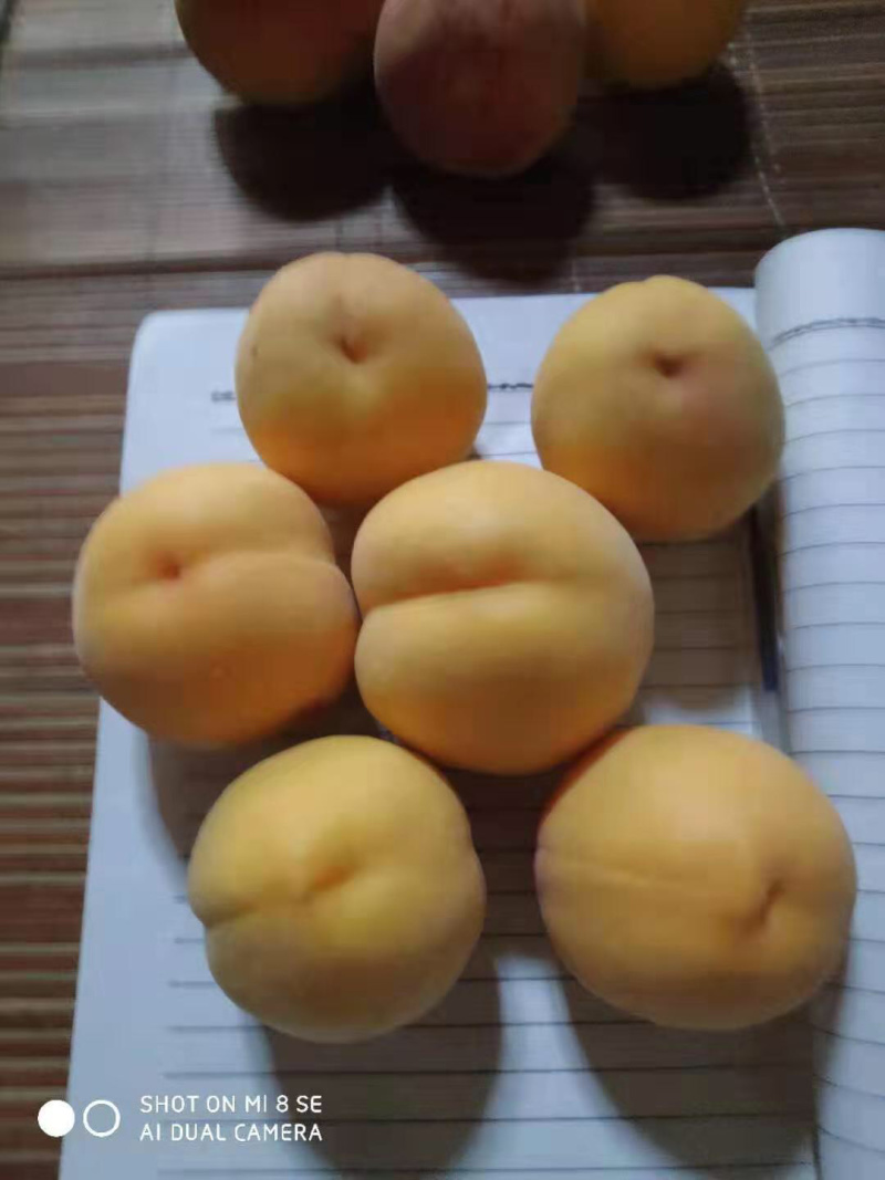 陕西大荔纸袋中黄桃黄金蜜桃量大，脆甜，产地直供！