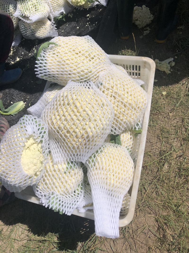 有机菜花地里装车，价格低！能出俩万斤