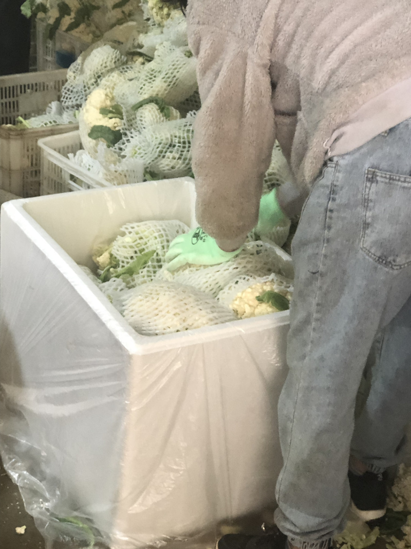 有机菜花地里装车，价格低！能出俩万斤