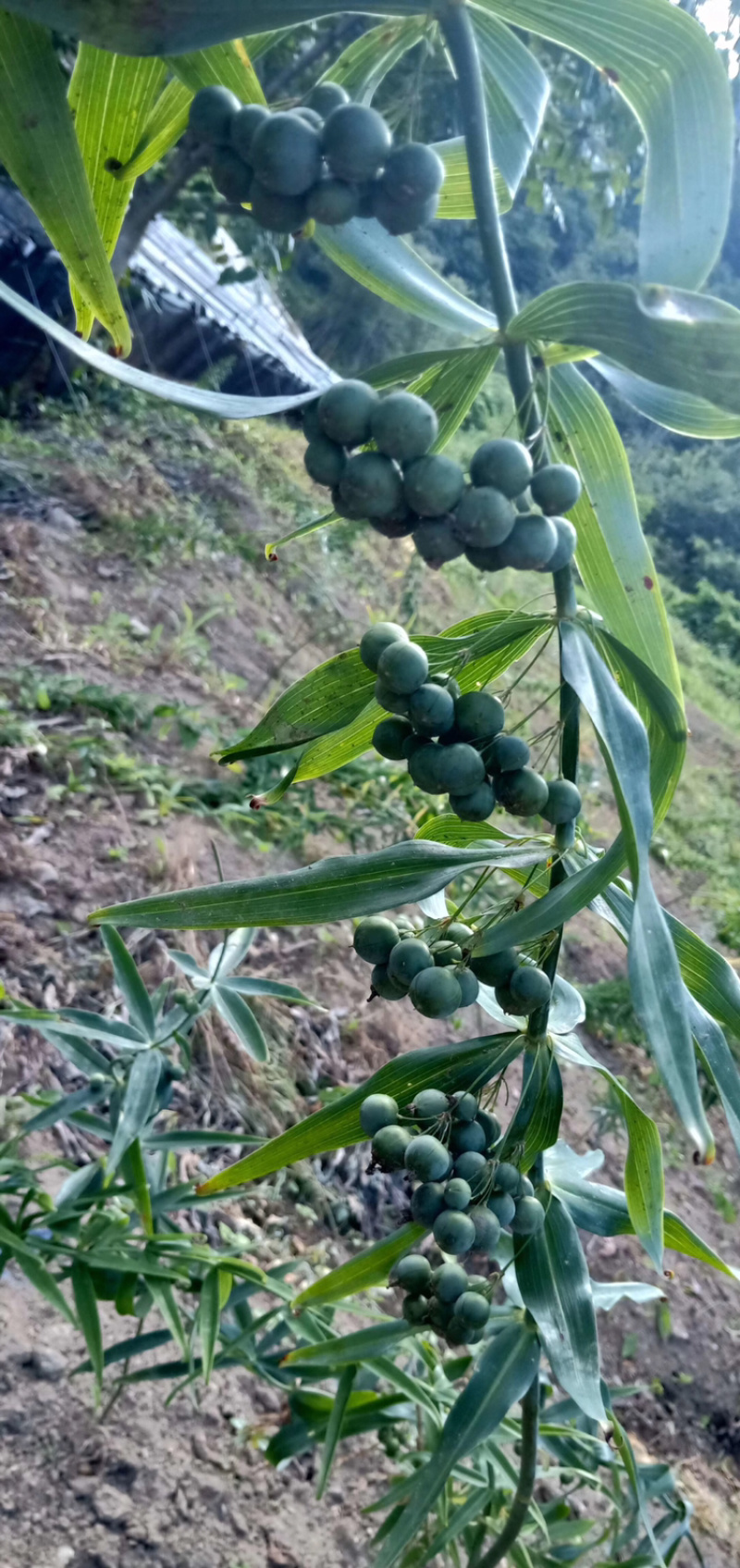 黄精籽，黄精种子