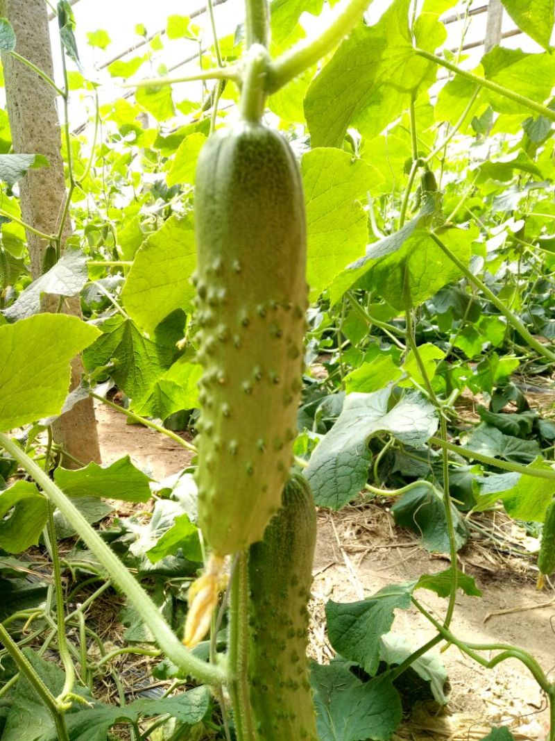 黄瓜苗