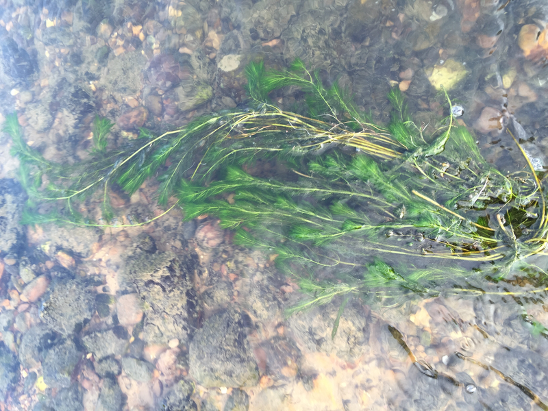 金鱼藻鱼虾蟹龟养殖种植水草