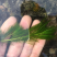 金鱼藻鱼虾蟹龟养殖种植水草