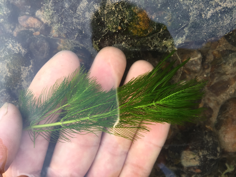 金鱼藻鱼虾蟹龟养殖种植水草
