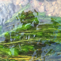金鱼藻鱼虾蟹龟养殖种植水草