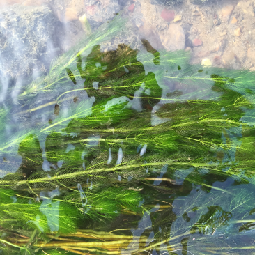 金鱼藻鱼虾蟹龟养殖种植水草