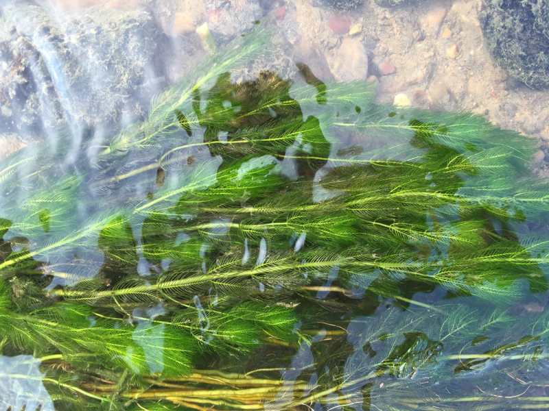 金鱼藻鱼虾蟹龟养殖种植水草