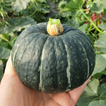 辽宁传统种植日本进口种源贝贝南瓜板栗味粉糯香甜五斤包邮