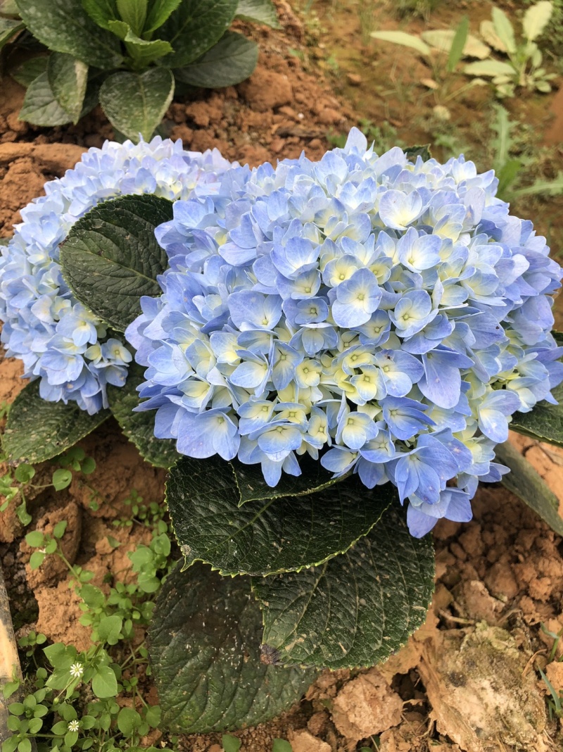 绣球苗批发