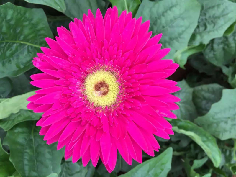 非洲菊苗