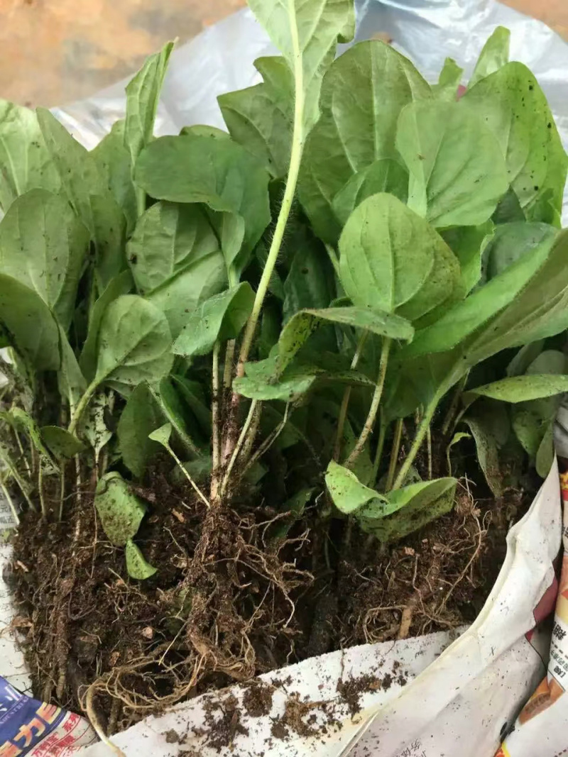 非洲菊苗