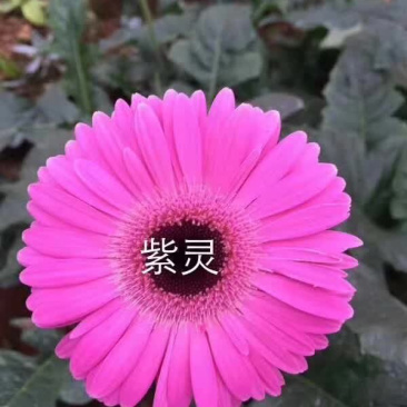 非洲菊苗