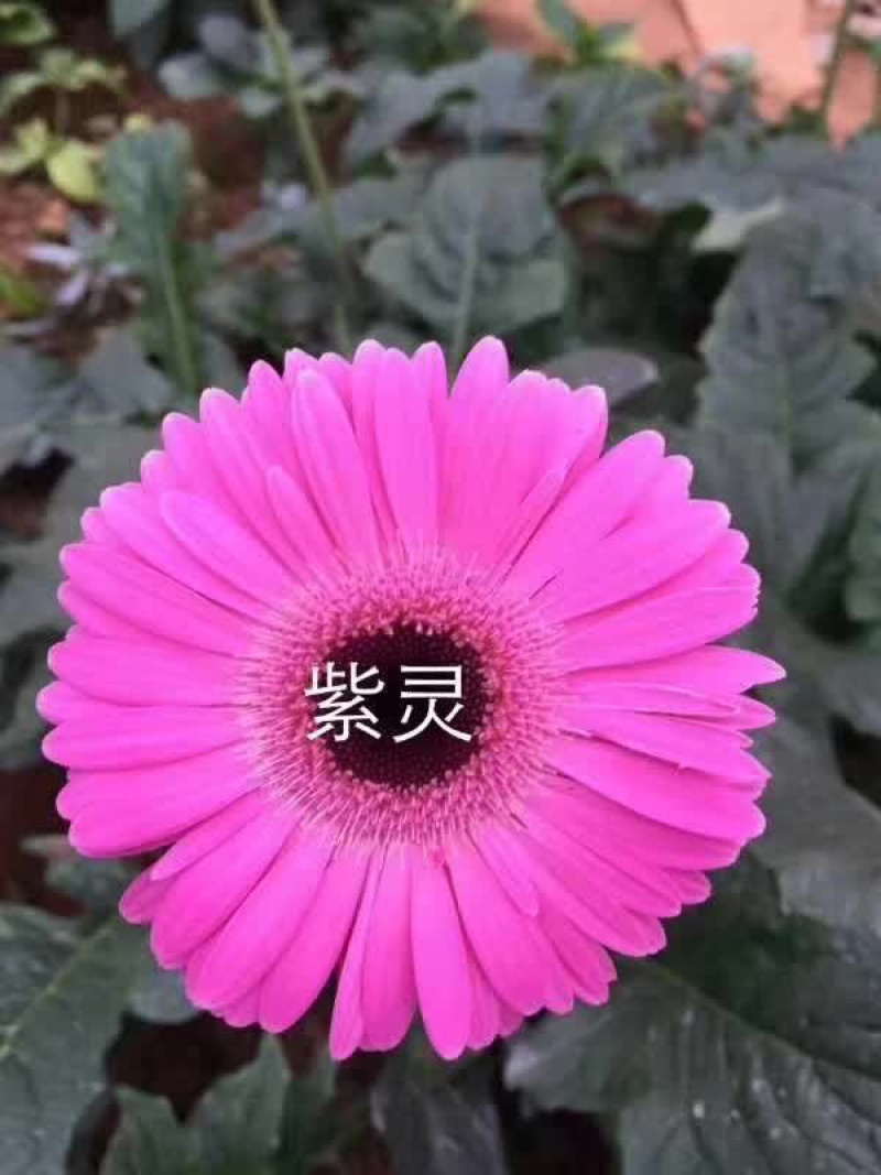 非洲菊苗