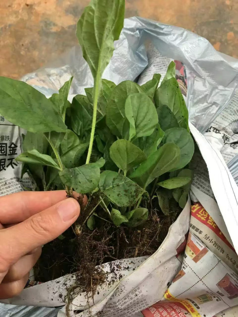 非洲菊苗
