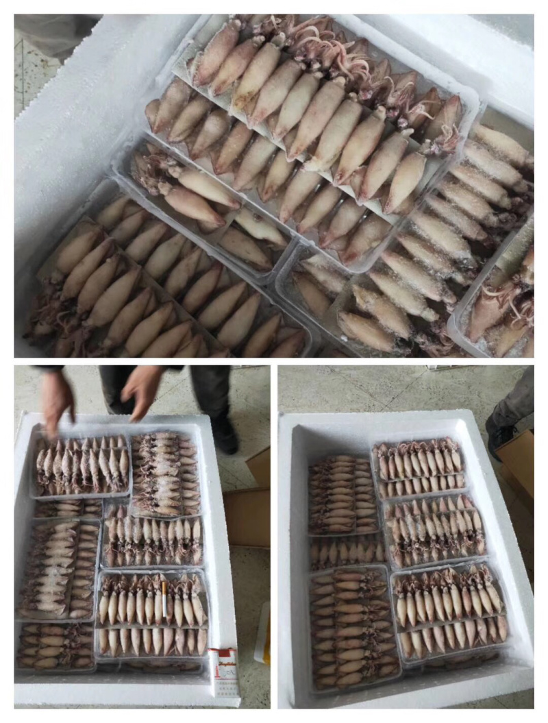 笔管鱼海兔籽乌冷冻小鱿鱼盒装满籽