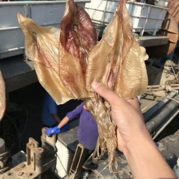 北海渔民自家船晒大鱿鱼干乌贼干