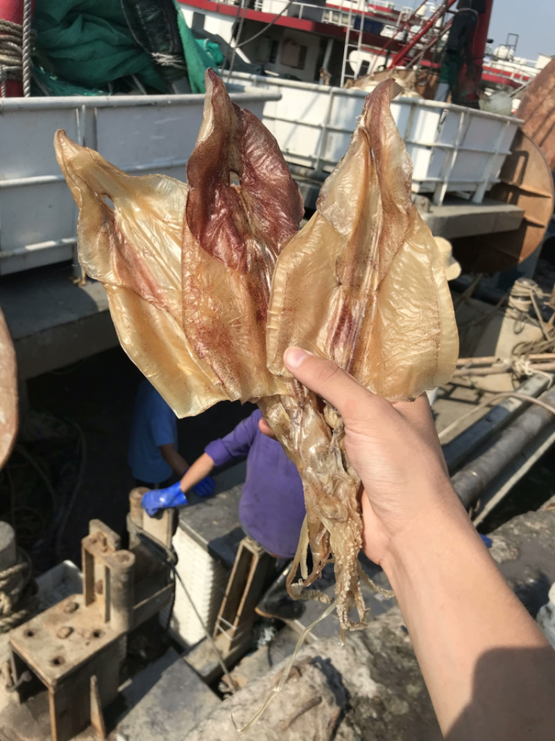 北海渔民自家船晒大鱿鱼干乌贼干