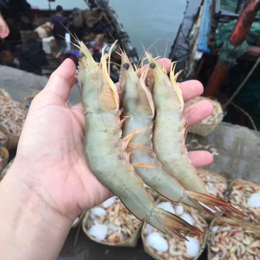明虾、白虾、麻虾、鬼虾海虾冰鲜大虾
