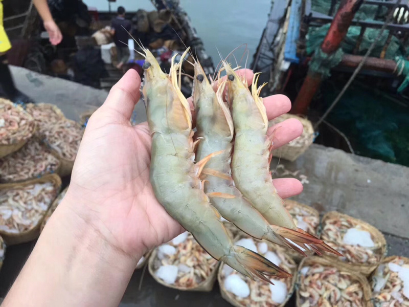 明虾、白虾、麻虾、鬼虾海虾冰鲜大虾
