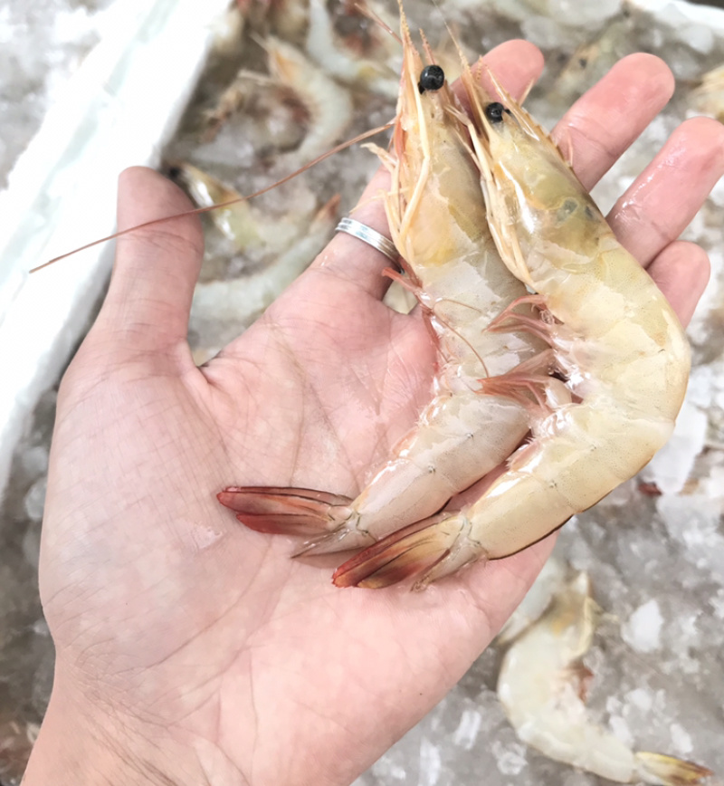 明虾、白虾、麻虾、鬼虾海虾冰鲜大虾