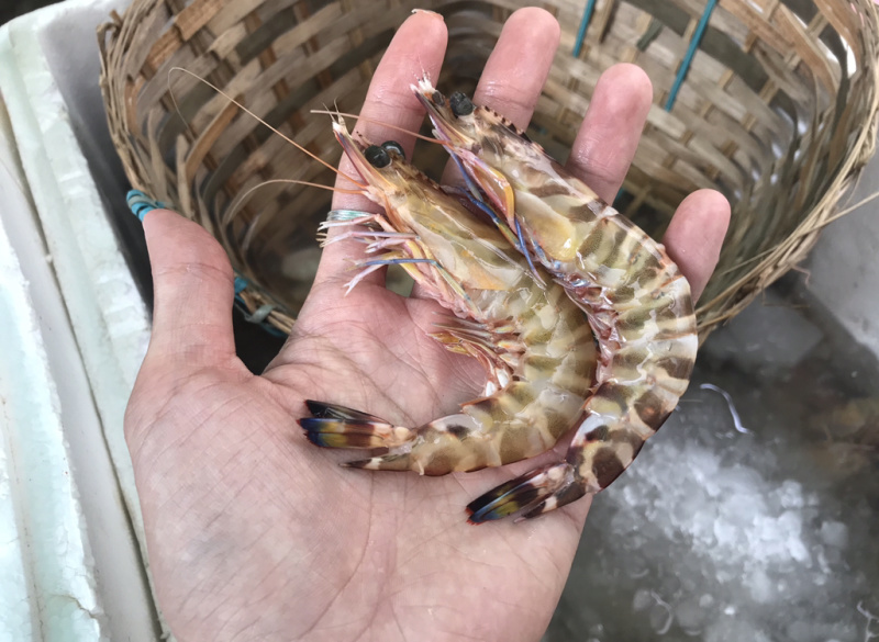 明虾、白虾、麻虾、鬼虾海虾冰鲜大虾