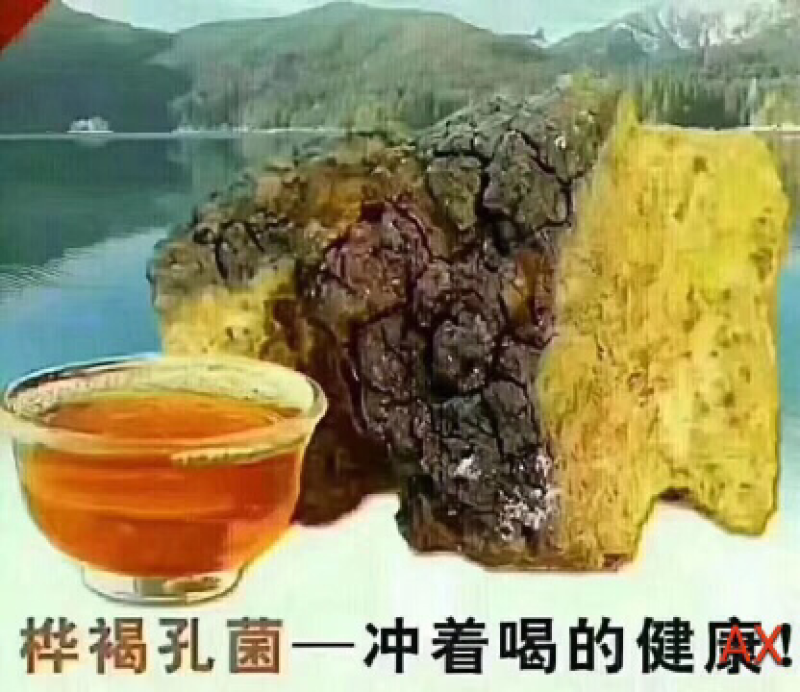桦树茸
