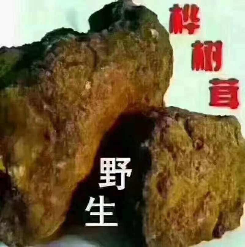 桦树茸