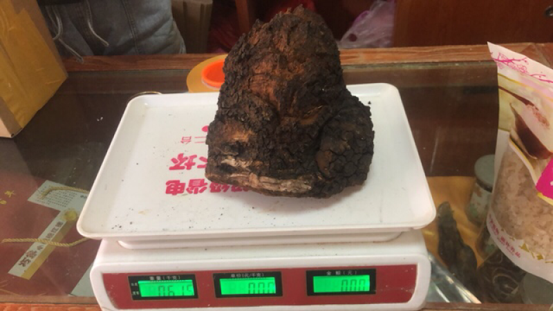 桦树茸