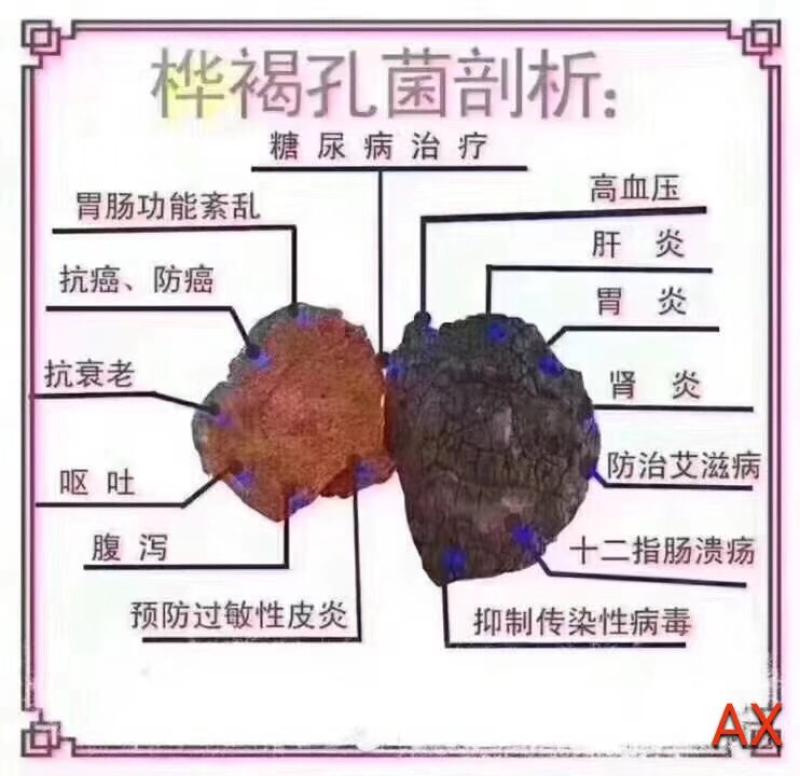 桦树茸