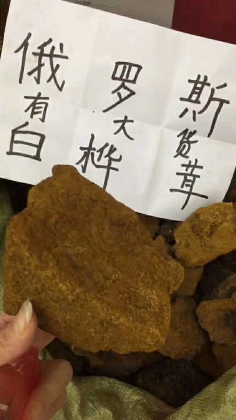 桦树茸