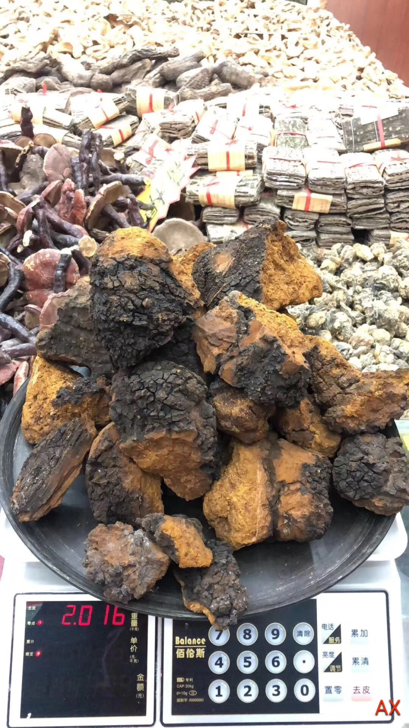 桦树茸