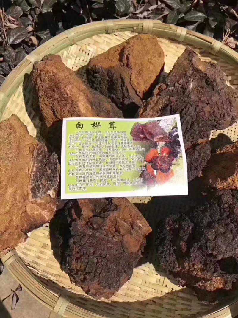 桦树茸