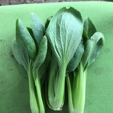 叶菜类