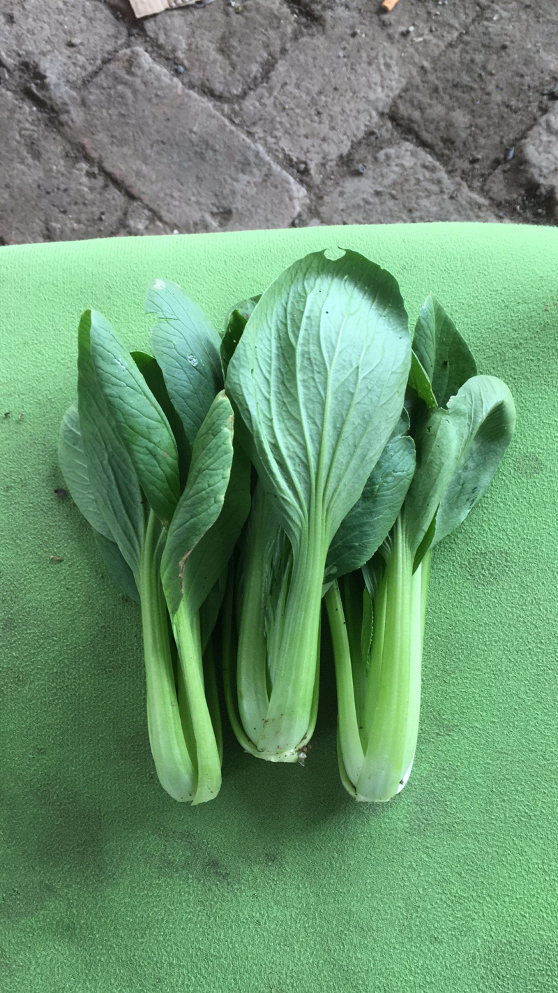 叶菜类