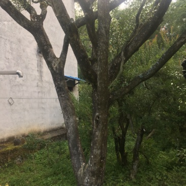 小叶黄杨木黄杨灌木欢迎老板进店咨询下单