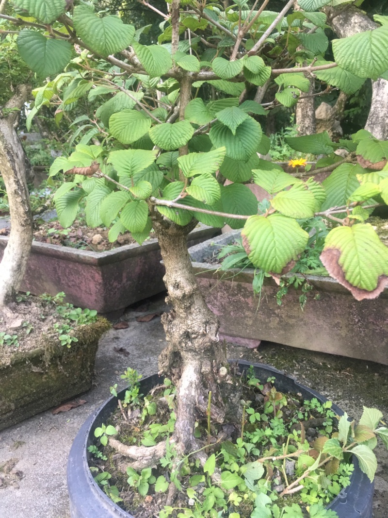 绣球花灌木苗木恩施绣球欢迎老板进店选购