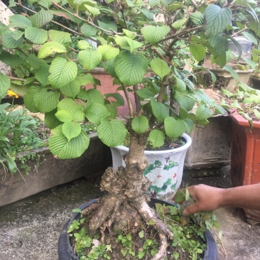 绣球花灌木苗木恩施绣球欢迎老板进店选购
