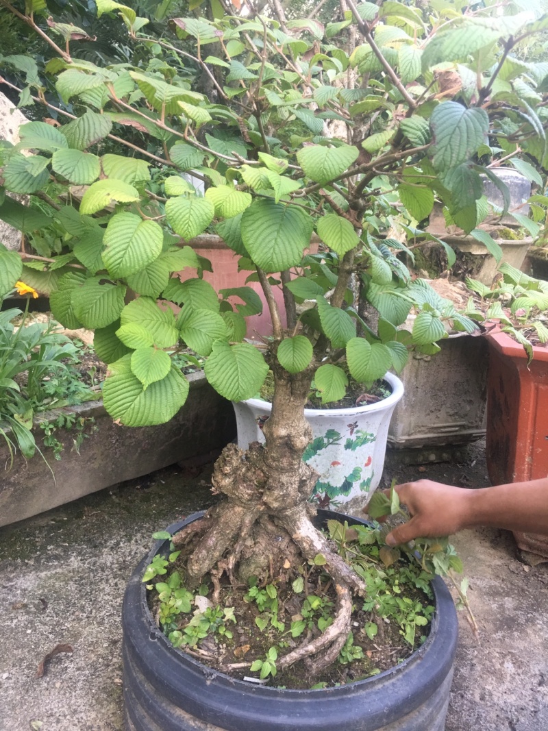绣球花灌木苗木恩施绣球欢迎老板进店选购