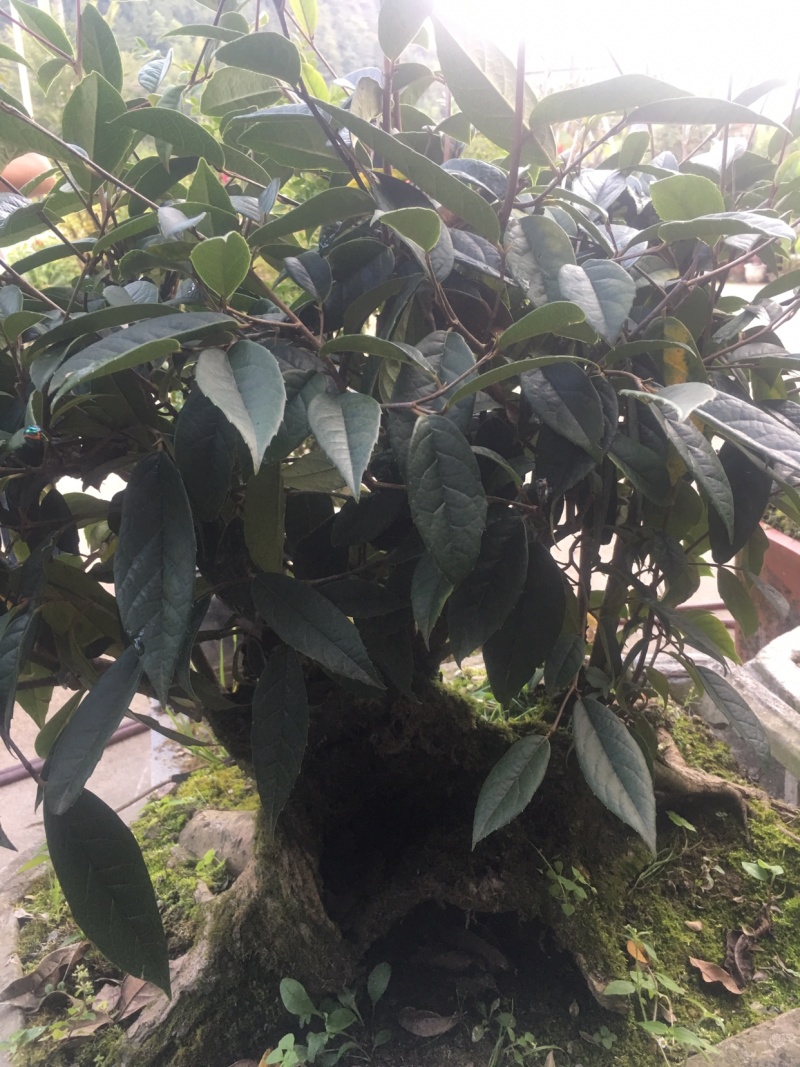 野生茶树桩欢迎老板前来选购可视频看货