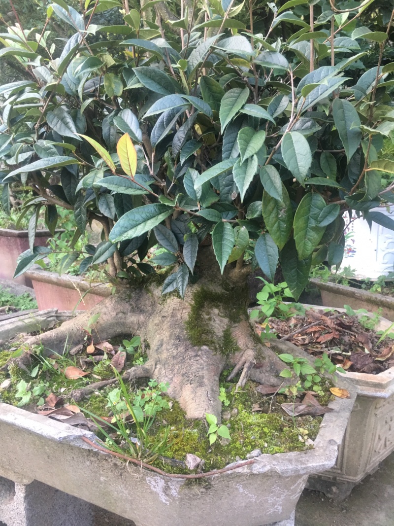 野生茶树桩欢迎老板前来选购可视频看货
