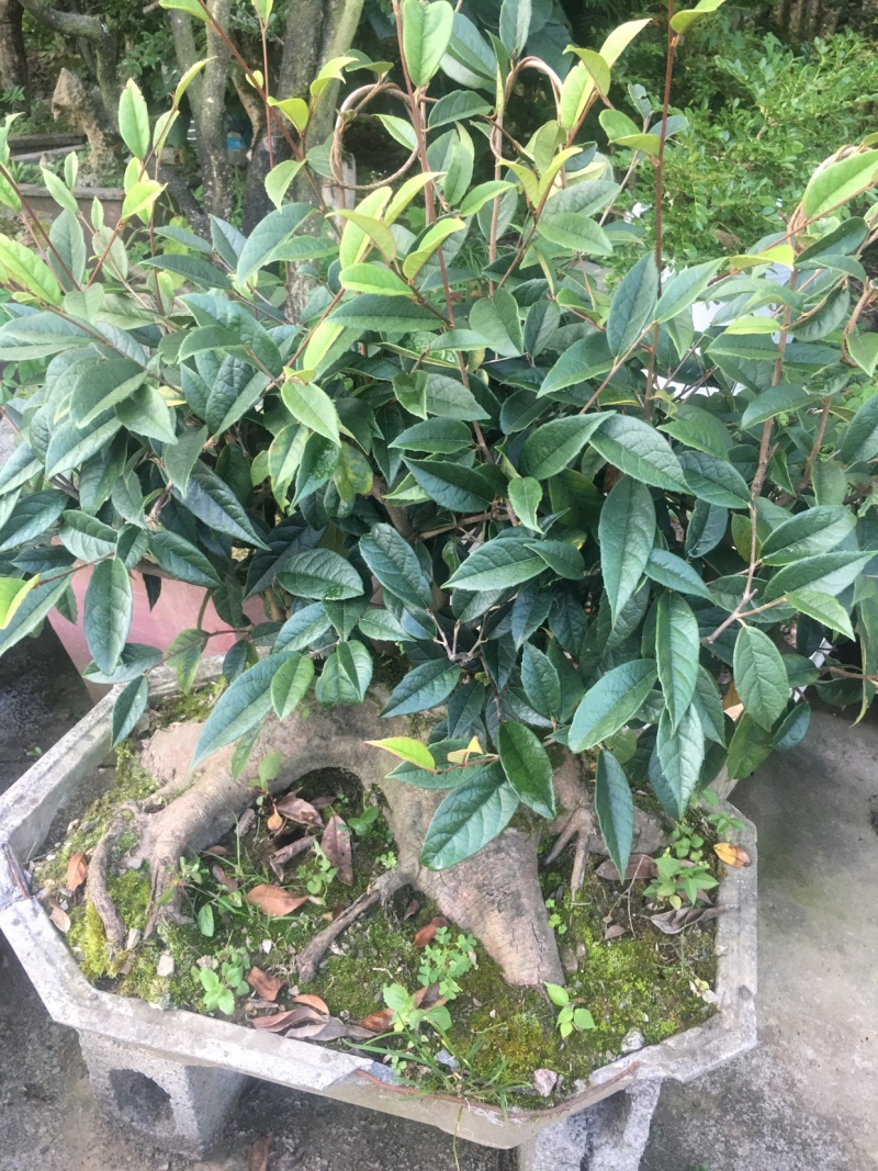 野生茶树桩欢迎老板前来选购可视频看货